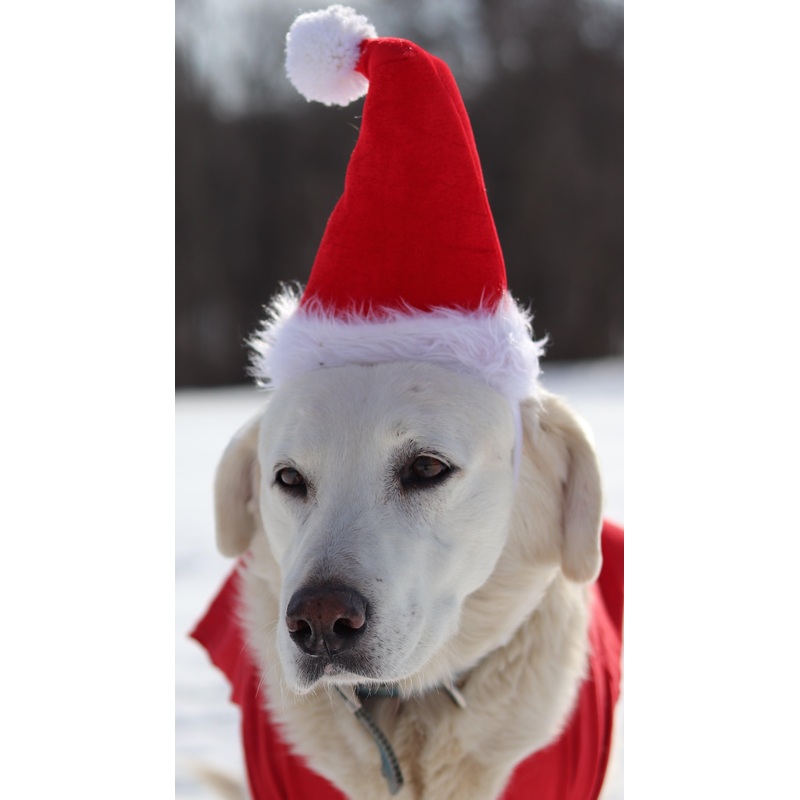Adjustable Pet Santa Hat Holiday Costume Headband for Medium-Large Dogs