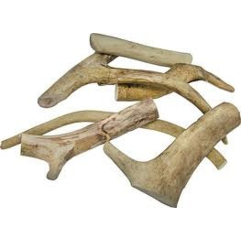 ANTLER LARGE ORIG
