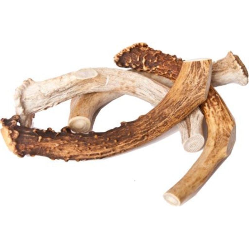 Best Buy Bones Inc. American Jumbo Elk Antler 9-11" Packaged {L+1} 395032