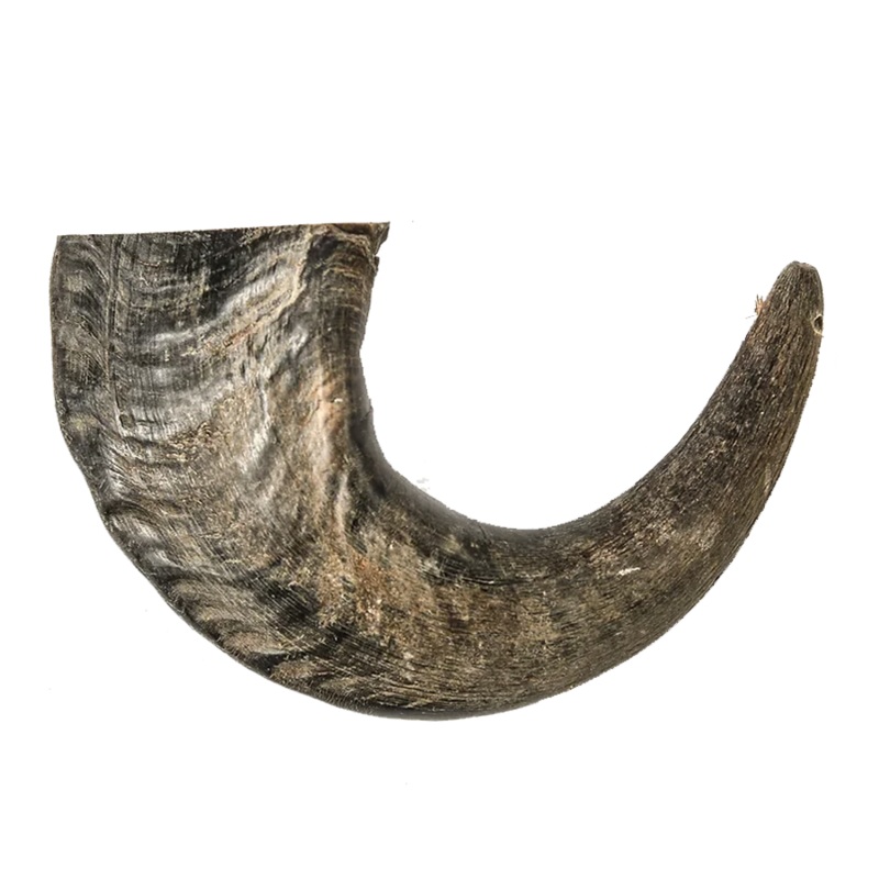 Water Buffalo Horn - Small