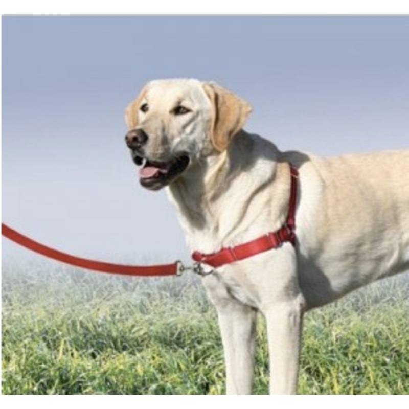 Smoochy Poochy Front Clip Dog Harness